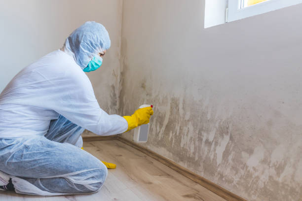 Licensed Mold Remediation service in Waverly, TN - WQB Mold Removal